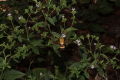 Elephantopus carolinianus