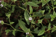 Elephantopus carolinianus