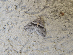 Prionomelia spododea