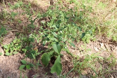 Elephantopus carolinianus