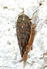 Acinopterus