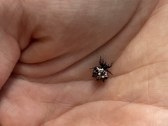Thelacantha brevispina
