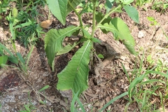 Elephantopus carolinianus