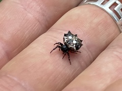 Thelacantha brevispina