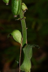 Calanthe triplicata