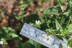 Elephantopus carolinianus