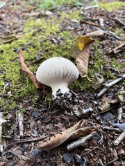Lycoperdon perlatum