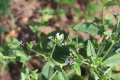 Elephantopus carolinianus