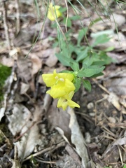 Aureolaria virginica