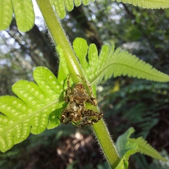 Parawixia