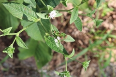 Elephantopus carolinianus