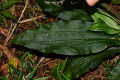 Calanthe triplicata