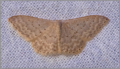 Idaea philocosma