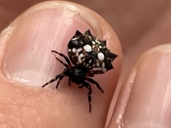 Thelacantha brevispina