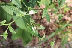 Elephantopus carolinianus