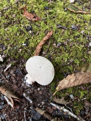 Lycoperdon perlatum