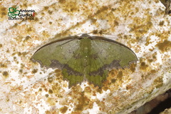 Paramaxates posterecta