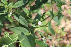 Elephantopus carolinianus