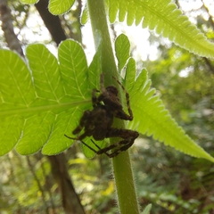 Parawixia