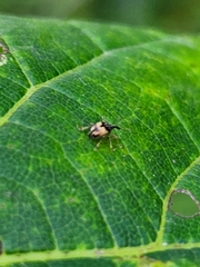 Nanophyes marmoratus