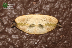 Callidrepana albiceris