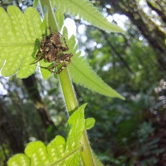 Parawixia