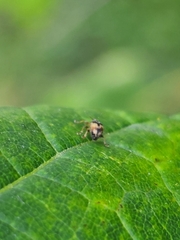 Nanophyes marmoratus