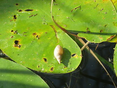 Lymnaea stagnalis