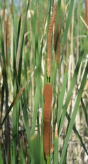 Typha angustifolia