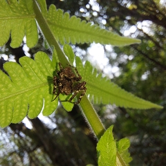 Parawixia
