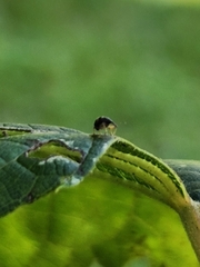 Nanophyes marmoratus