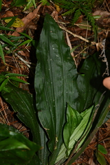 Calanthe triplicata