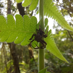 Parawixia