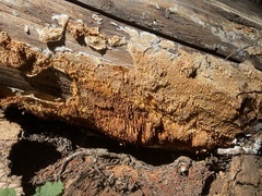 Pycnoporellus alboluteus