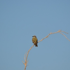 Tyrannus melancholicus