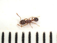 Tetramorium