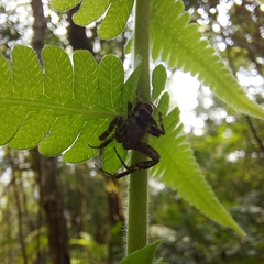 Parawixia