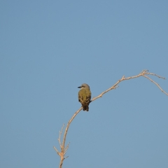 Tyrannus melancholicus
