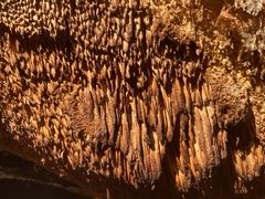 Pycnoporellus alboluteus