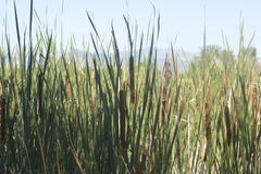 Typha angustifolia