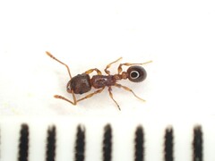 Tetramorium