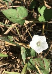 Ipomoea lacunosa
