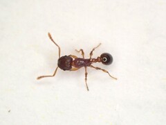 Tetramorium