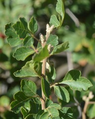Rhus trilobata