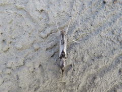 Evergestis obliqualis