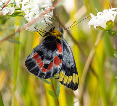 Delias harpalyce