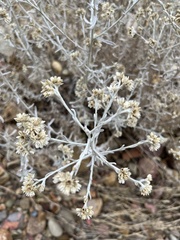 Pseudognaphalium microcephalum