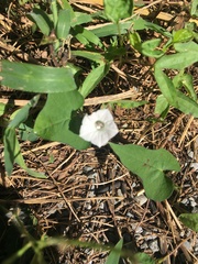 Ipomoea lacunosa