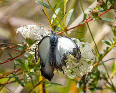 Delias harpalyce