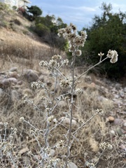 Pseudognaphalium microcephalum